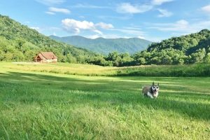 Charley & the Temple