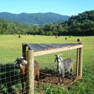 Max & Misty Max & Misty