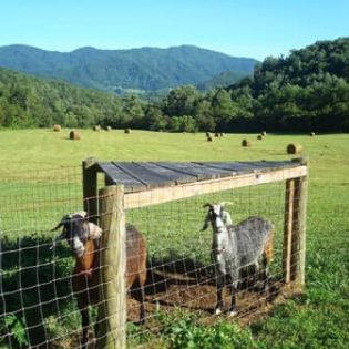 Max & Misty Max & Misty